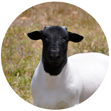 McAfee Award 2 e1765799603233