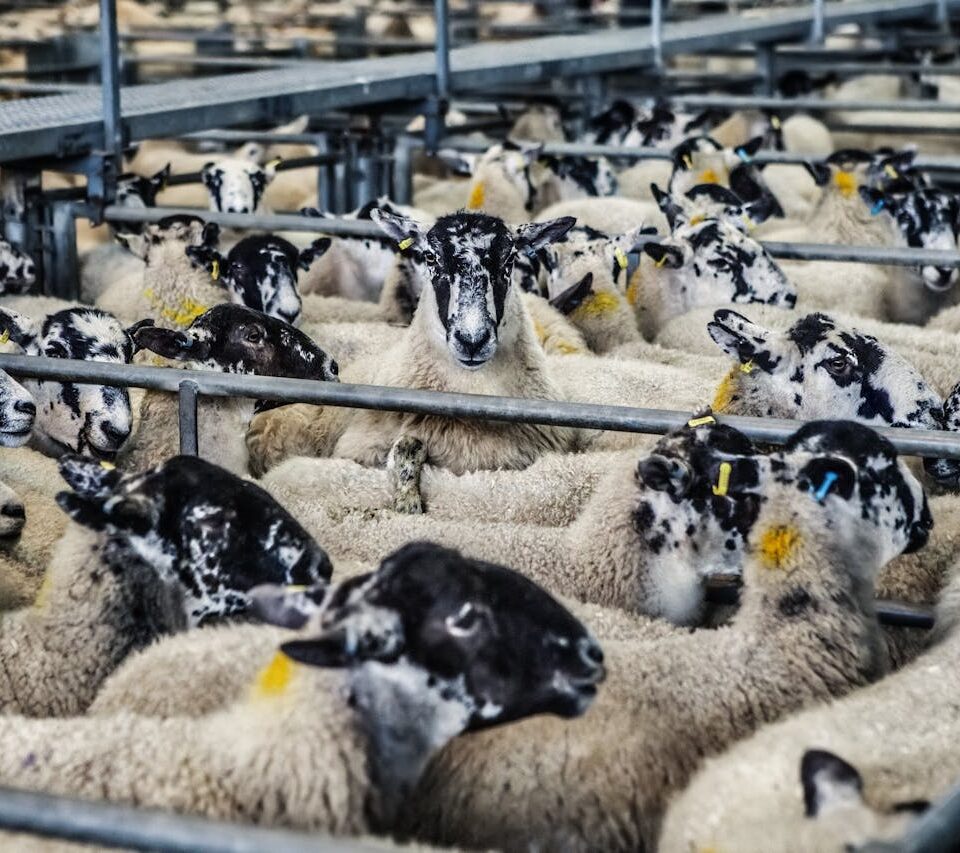 pexels pixabay 37657 e1765620224511